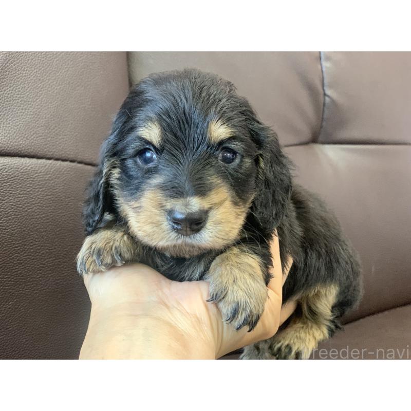 販売中の滋賀県のミニチュアダックスフンド(ロングヘアード)-428415の3枚目