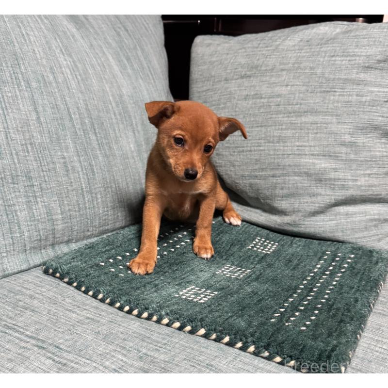 販売中の岡山県のミックス犬-422954の4枚目