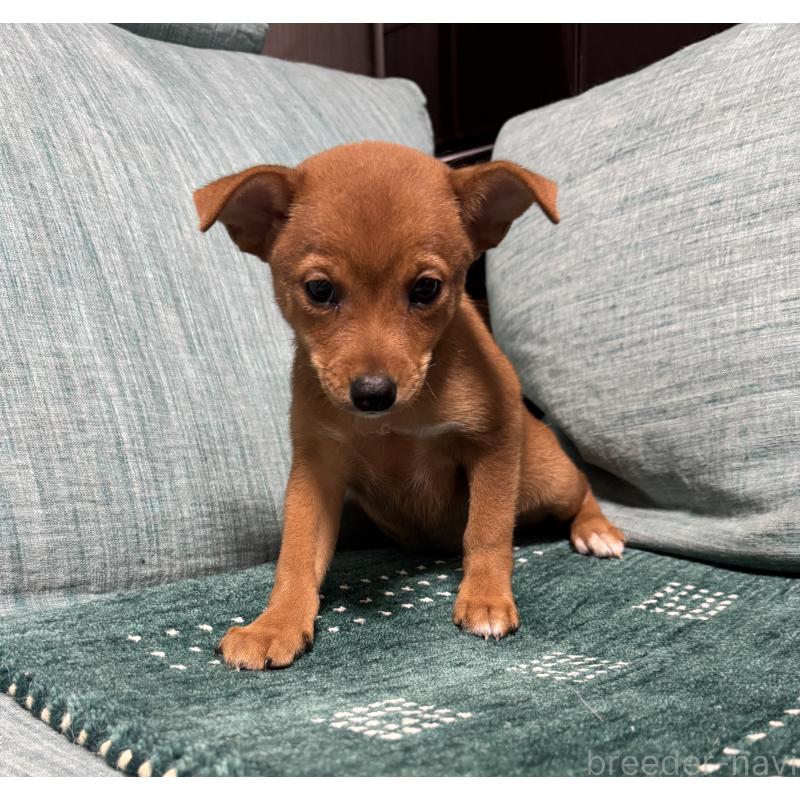 販売中の岡山県のミックス犬-422954の3枚目