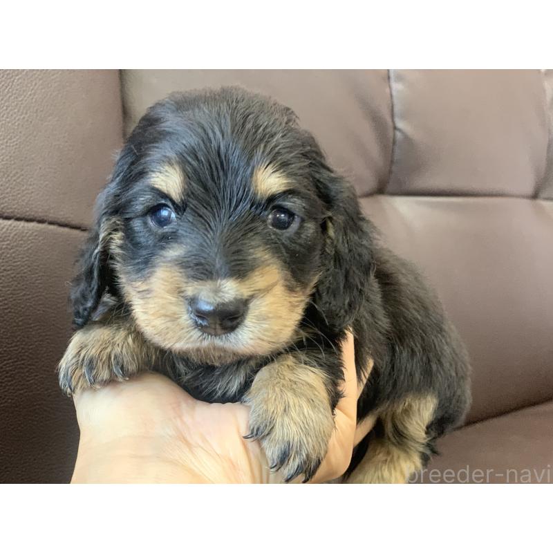 販売中の滋賀県のミニチュアダックスフンド(ロングヘアード)-428415の2枚目