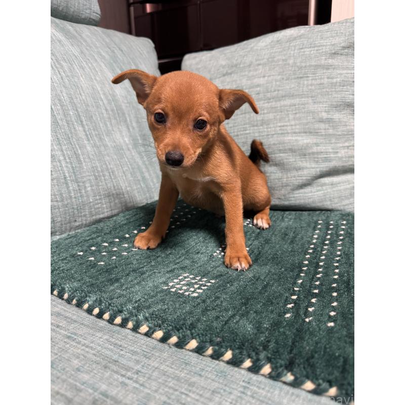 販売中の岡山県のミックス犬-422954の2枚目