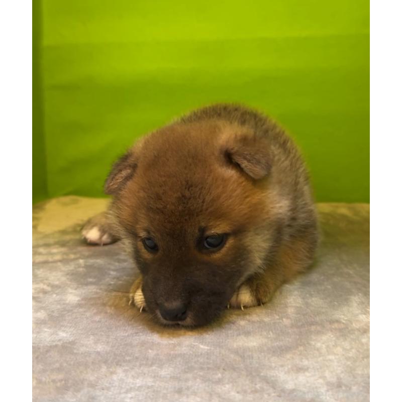 販売中の岡山県の柴犬-428416の6枚目