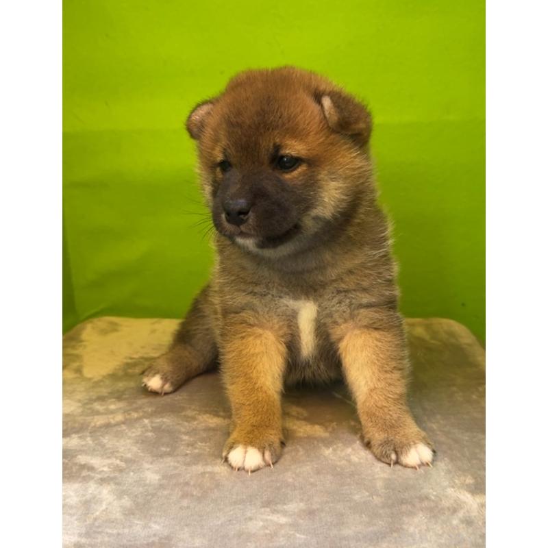 販売中の岡山県の柴犬-428416の5枚目