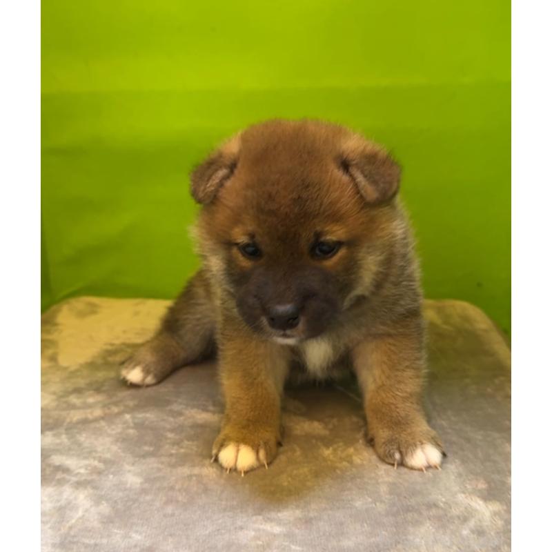 販売中の岡山県の柴犬-428416の4枚目