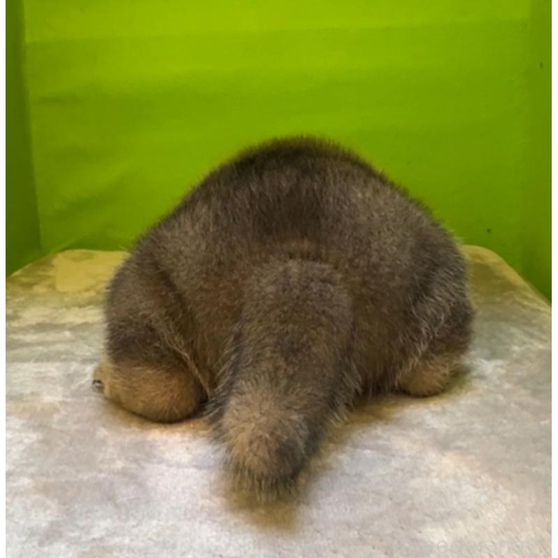 販売中の岡山県の柴犬-428416の3枚目