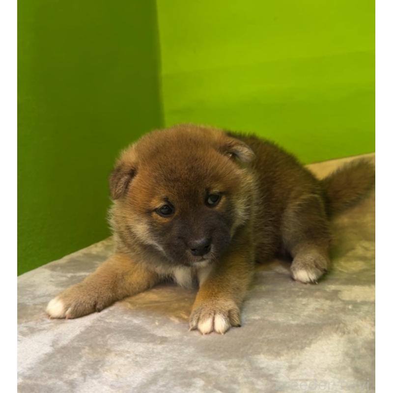 販売中の岡山県の柴犬-428416の2枚目