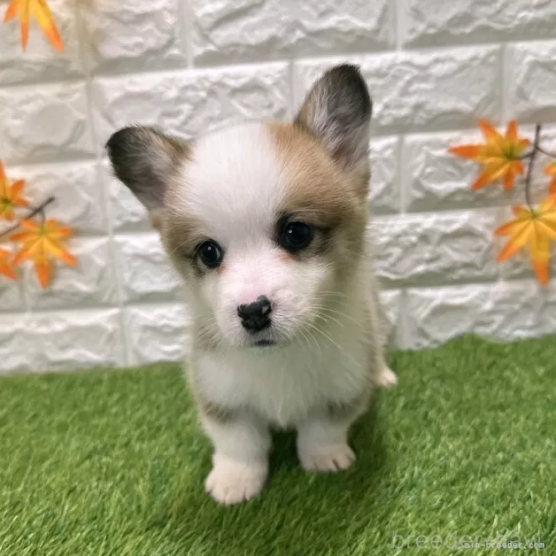 販売中の愛知県のウェルシュコーギーペンブローク-426377