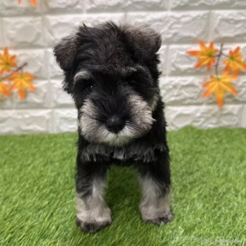 販売中の愛知県のミニチュアシュナウザー-426401