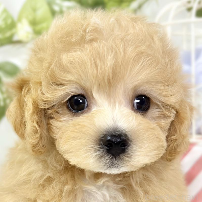 販売中ののマルプー:マルチーズ×トイプードル-427781