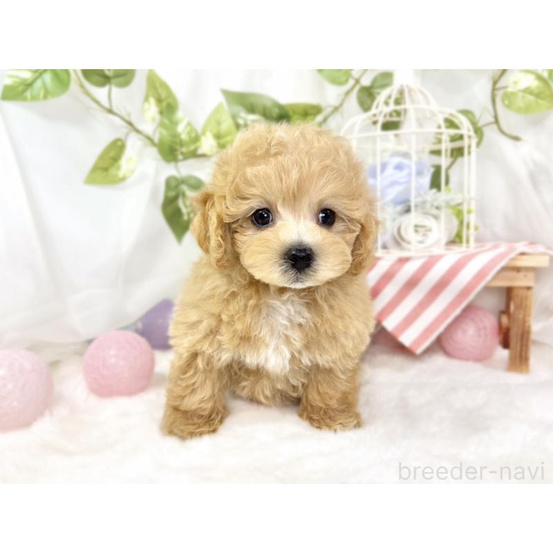 成約済の滋賀県のマルプー:マルチーズ×トイプードル-427781の4枚目