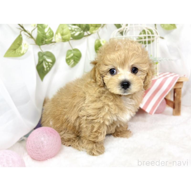 成約済の滋賀県のマルプー:マルチーズ×トイプードル-427781の3枚目