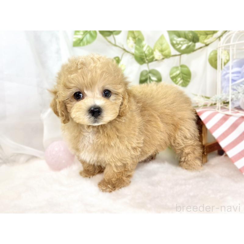 成約済の滋賀県のマルプー:マルチーズ×トイプードル-427781の2枚目