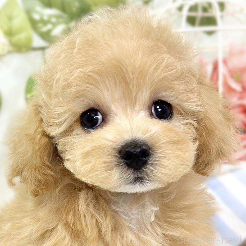 販売中の滋賀県のマルプー:マルチーズ×トイプードル-427782