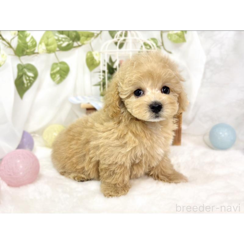 成約済の滋賀県のマルプー:マルチーズ×トイプードル-427782の3枚目