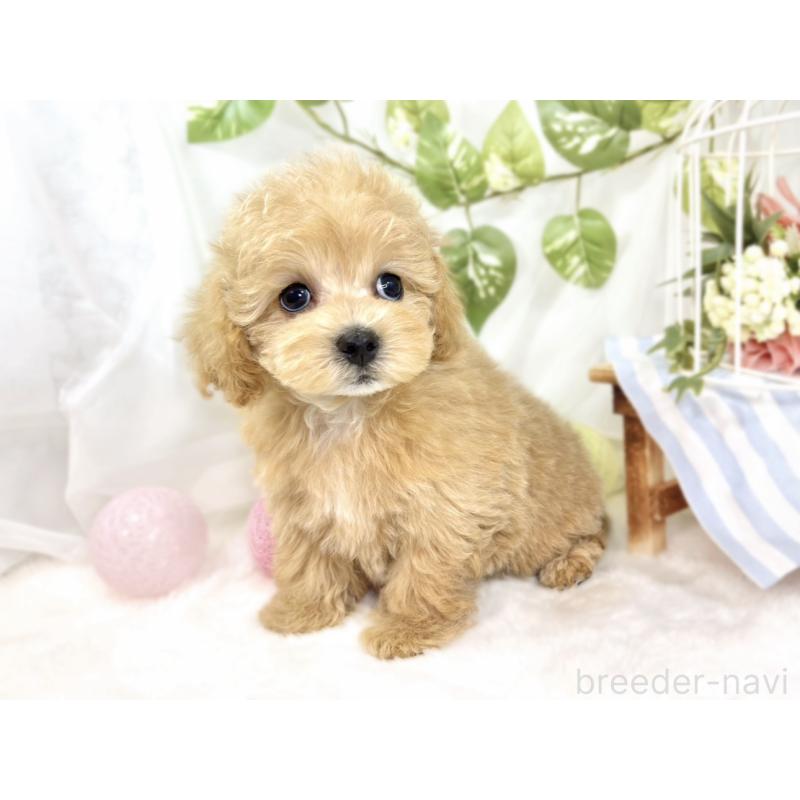 成約済の滋賀県のマルプー:マルチーズ×トイプードル-427782の2枚目