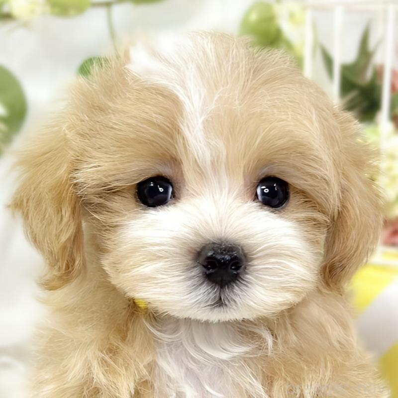 販売中の滋賀県のマルプー:マルチーズ×トイプードル-427783