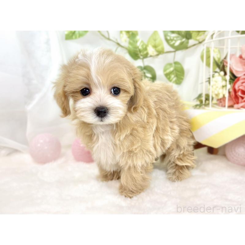 成約済の滋賀県のマルプー:マルチーズ×トイプードル-427783の3枚目