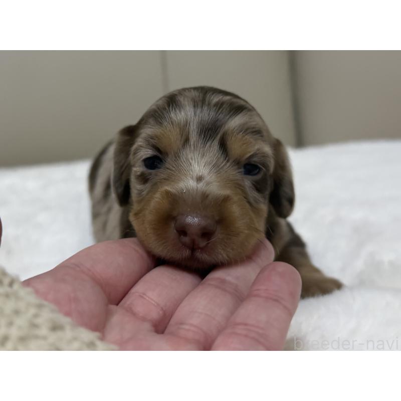 販売中の栃木県のミニチュアダックスフンド(ロングヘアード)-428417の5枚目