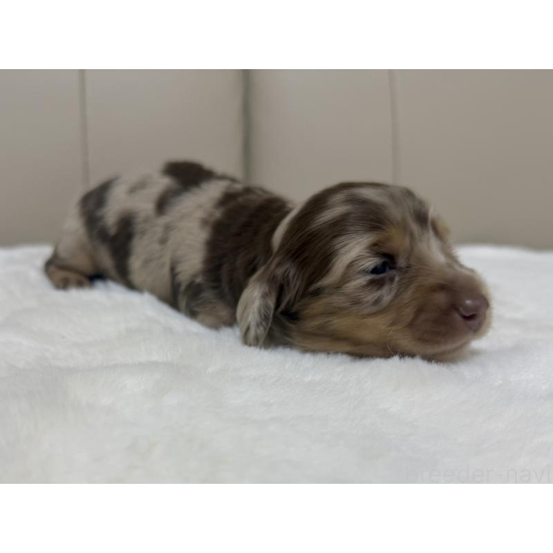 販売中の栃木県のミニチュアダックスフンド(ロングヘアード)-428417の4枚目