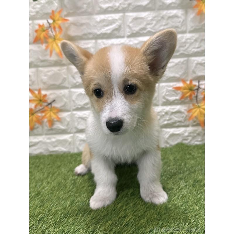 販売中の愛知県のウェルシュコーギーペンブローク-414576