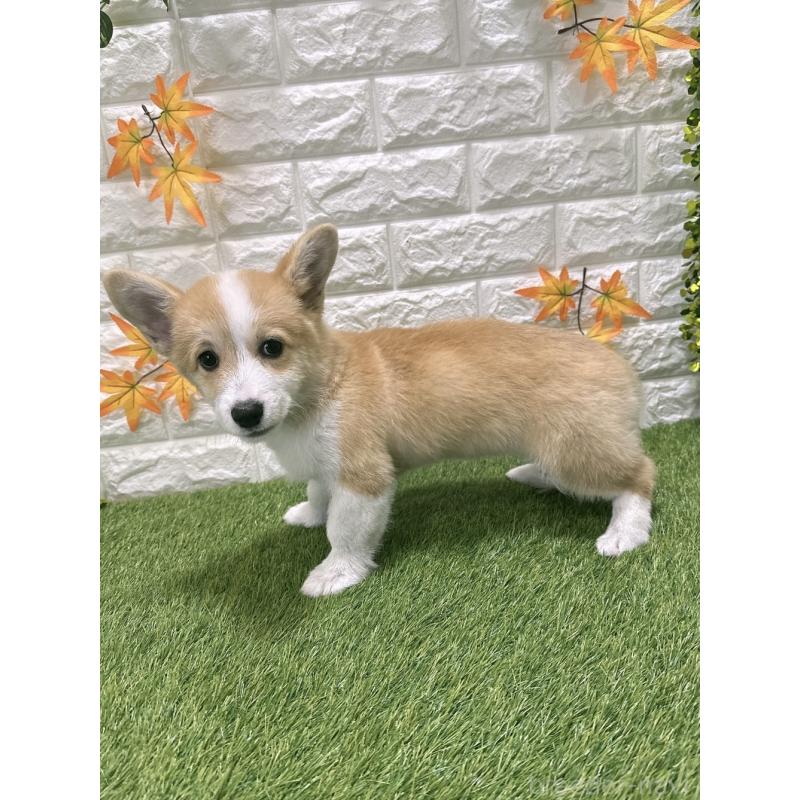 販売中の愛知県のウェルシュコーギーペンブローク-414576の5枚目