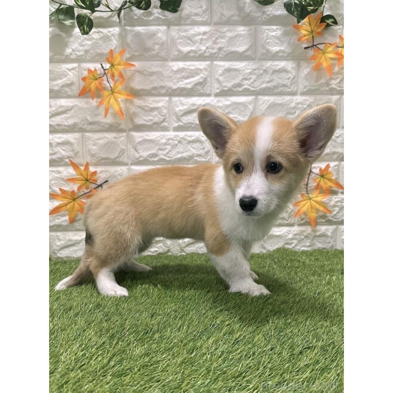 販売中の愛知県のウェルシュコーギーペンブローク-414576の4枚目