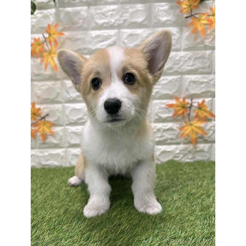 販売中の愛知県のウェルシュコーギーペンブローク-414576の3枚目