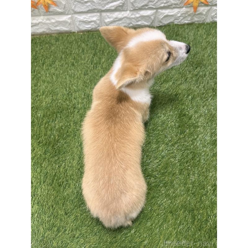 販売中の愛知県のウェルシュコーギーペンブローク-414576の2枚目