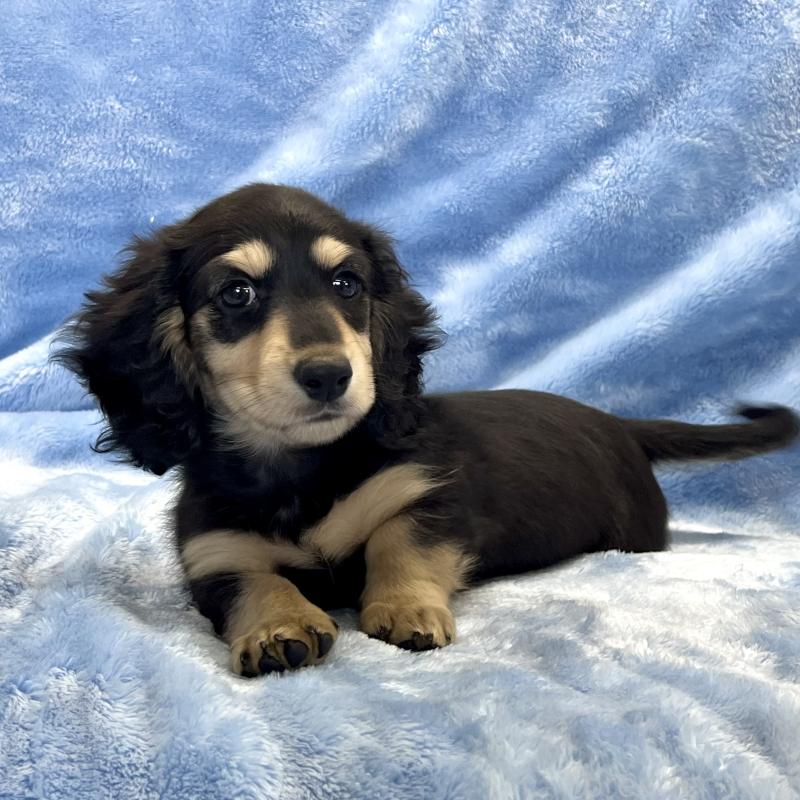 販売中の大阪府のミニチュアダックスフンド(ロングヘアード)-420114