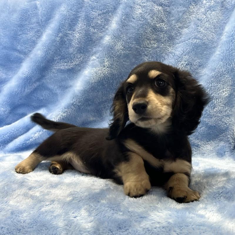 販売中の大阪府のミニチュアダックスフンド(ロングヘアード)-420114の11枚目