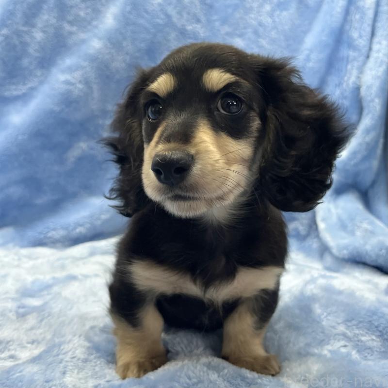 販売中の大阪府のミニチュアダックスフンド(ロングヘアード)-420114の10枚目