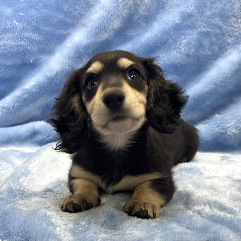 販売中の大阪府のミニチュアダックスフンド(ロングヘアード)-420114の9枚目