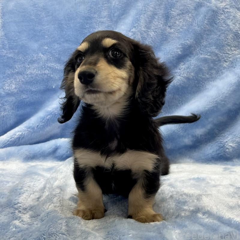 販売中の大阪府のミニチュアダックスフンド(ロングヘアード)-420114の8枚目