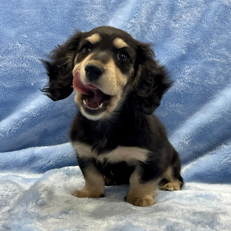 販売中の大阪府のミニチュアダックスフンド(ロングヘアード)-420114の7枚目