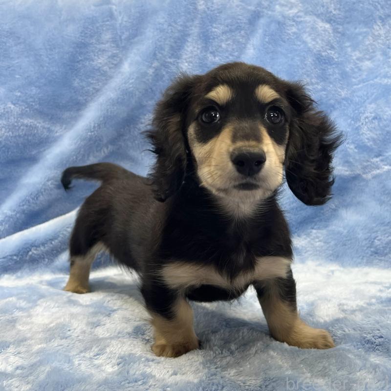 販売中の大阪府のミニチュアダックスフンド(ロングヘアード)-420114の6枚目