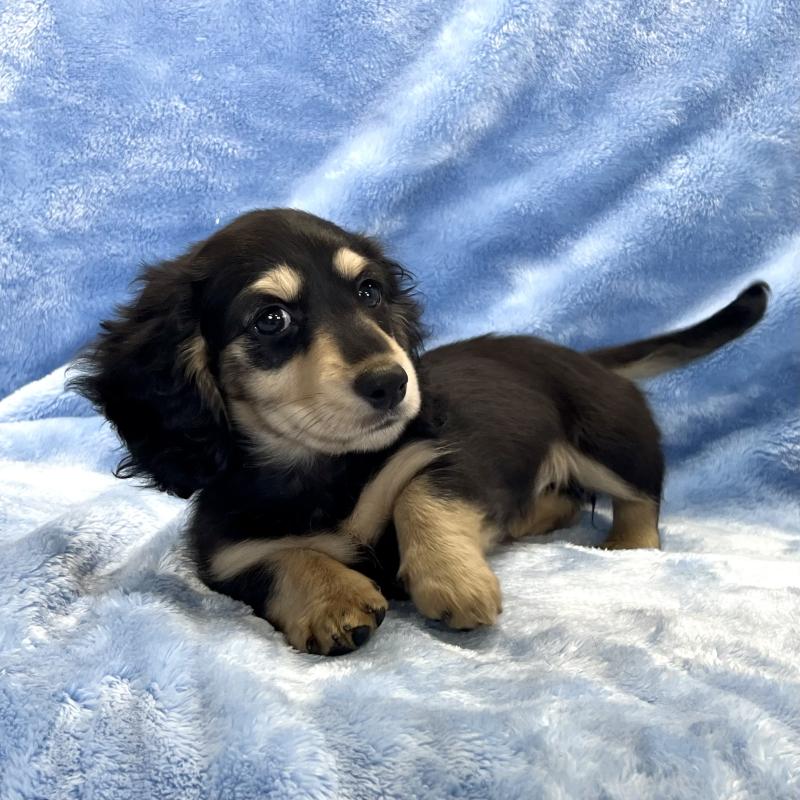 販売中の大阪府のミニチュアダックスフンド(ロングヘアード)-420114の4枚目