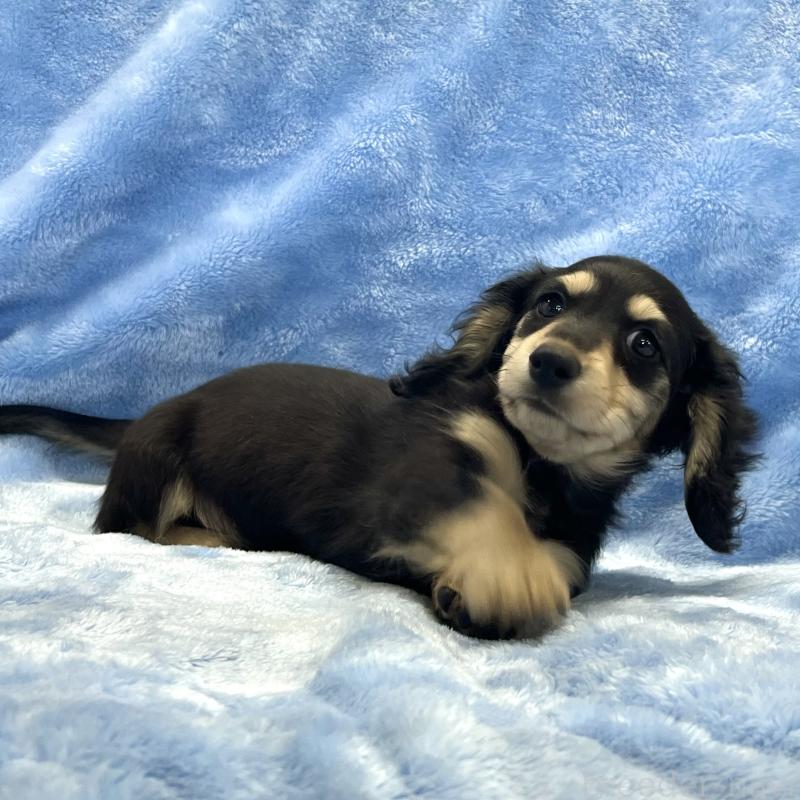 販売中の大阪府のミニチュアダックスフンド(ロングヘアード)-420114の3枚目