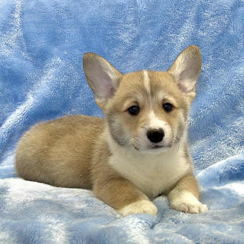 商談中の大阪府のウェルシュコーギーペンブローク-422829の12枚目