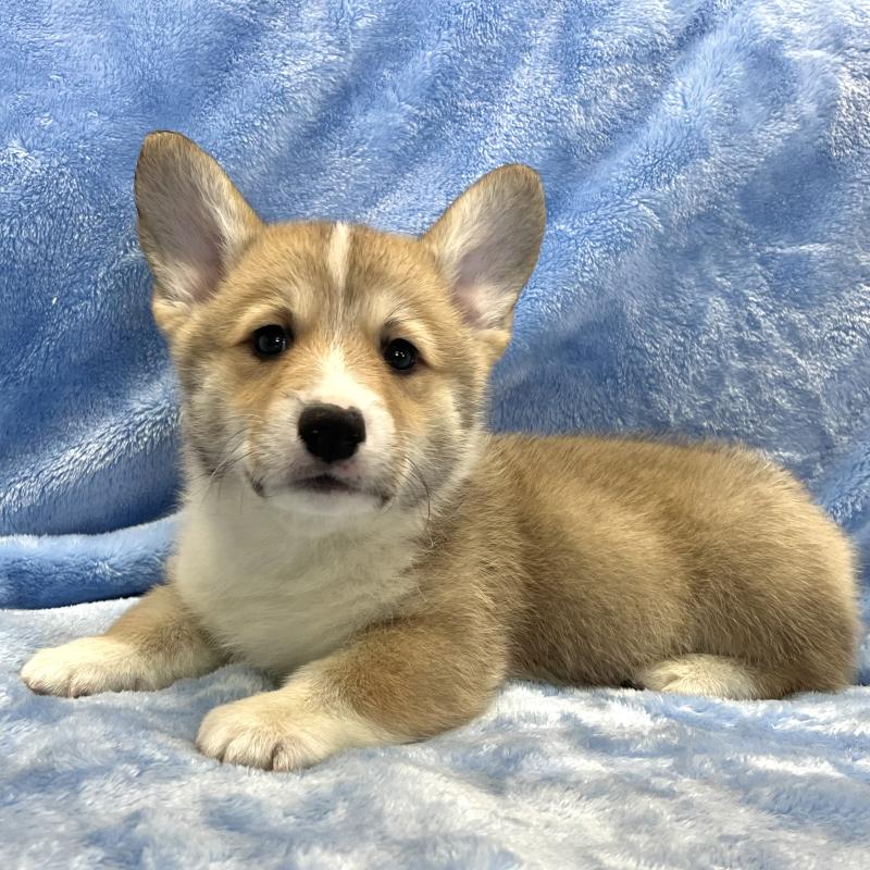 商談中の大阪府のウェルシュコーギーペンブローク-422829の11枚目