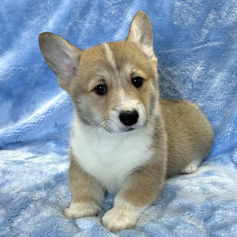 商談中の大阪府のウェルシュコーギーペンブローク-422829の10枚目