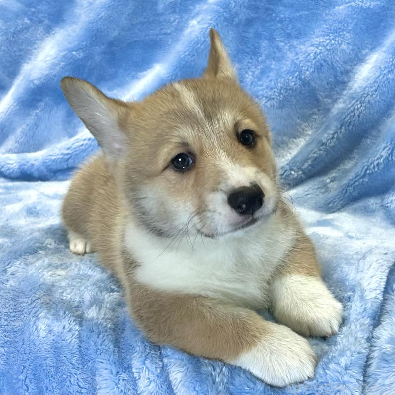 商談中の大阪府のウェルシュコーギーペンブローク-422829の9枚目