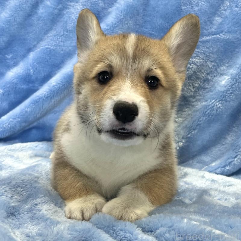 商談中の大阪府のウェルシュコーギーペンブローク-422829の8枚目