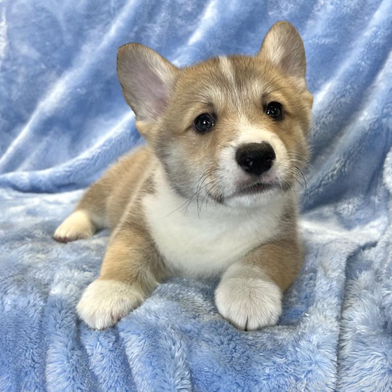 商談中の大阪府のウェルシュコーギーペンブローク-422829の7枚目