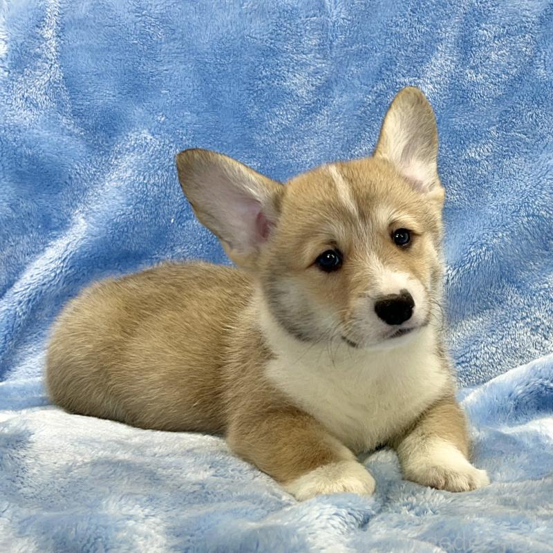 商談中の大阪府のウェルシュコーギーペンブローク-422829の6枚目