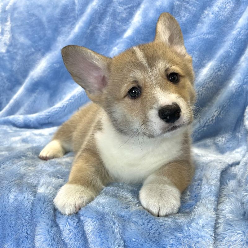 商談中の大阪府のウェルシュコーギーペンブローク-422829の5枚目