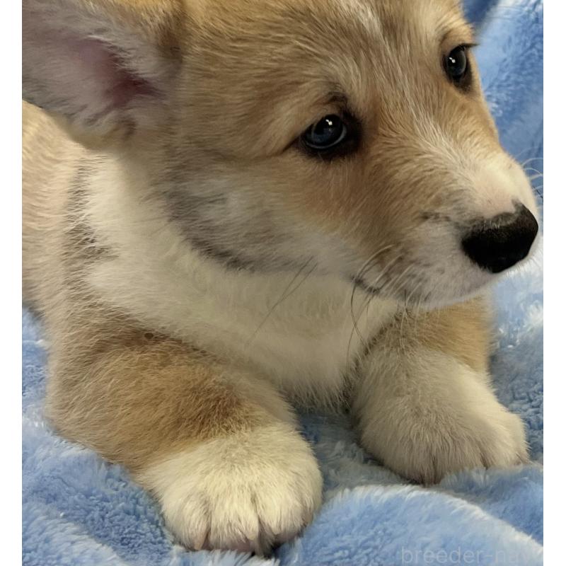 商談中の大阪府のウェルシュコーギーペンブローク-422829の4枚目