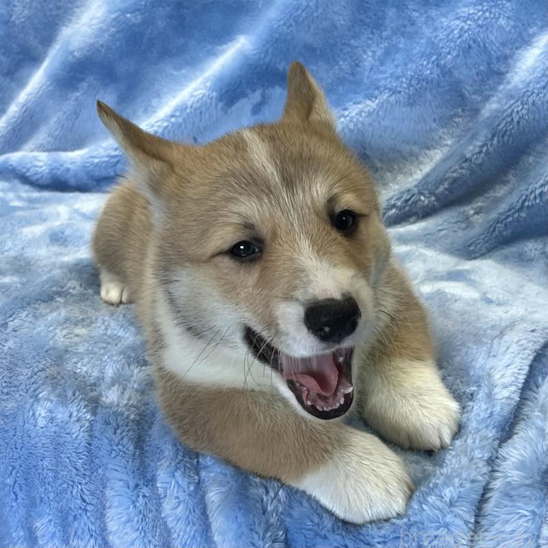 商談中の大阪府のウェルシュコーギーペンブローク-422829の3枚目