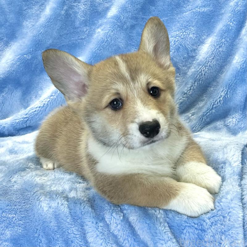 商談中の大阪府のウェルシュコーギーペンブローク-422829の2枚目