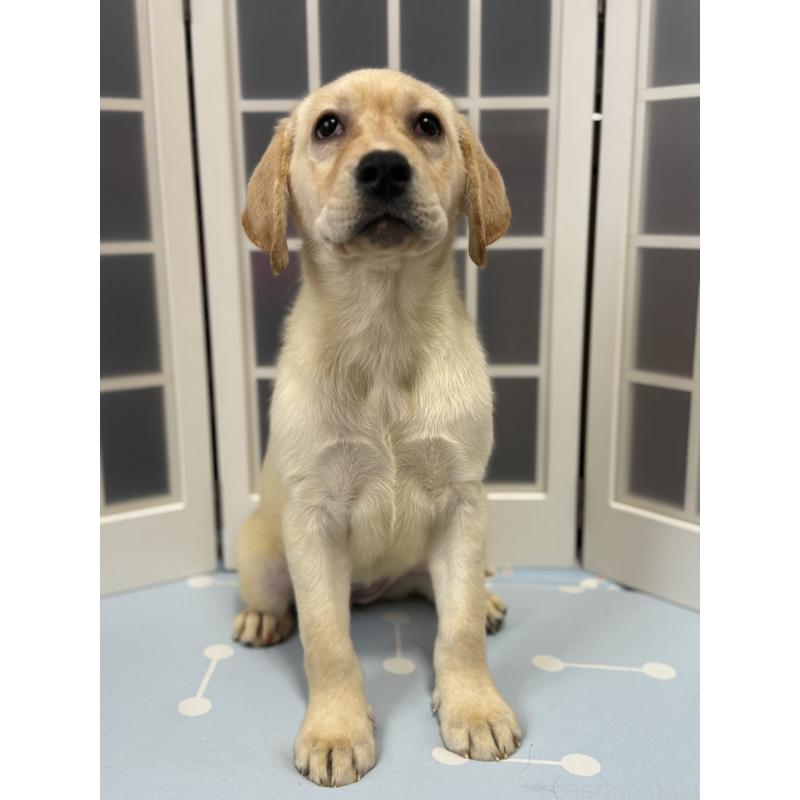 販売中の徳島県のラブラドールレトリーバー-428418の9枚目