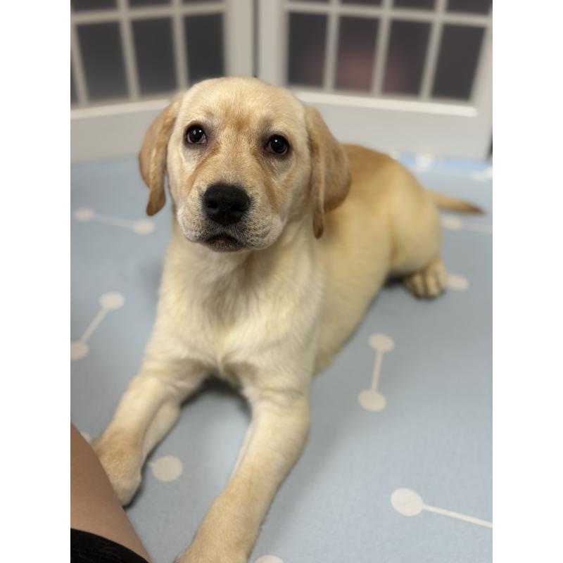 販売中の徳島県のラブラドールレトリーバー-428418の8枚目